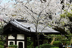 高輪日本庭園