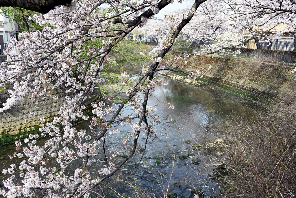 大岡川プロムナード
