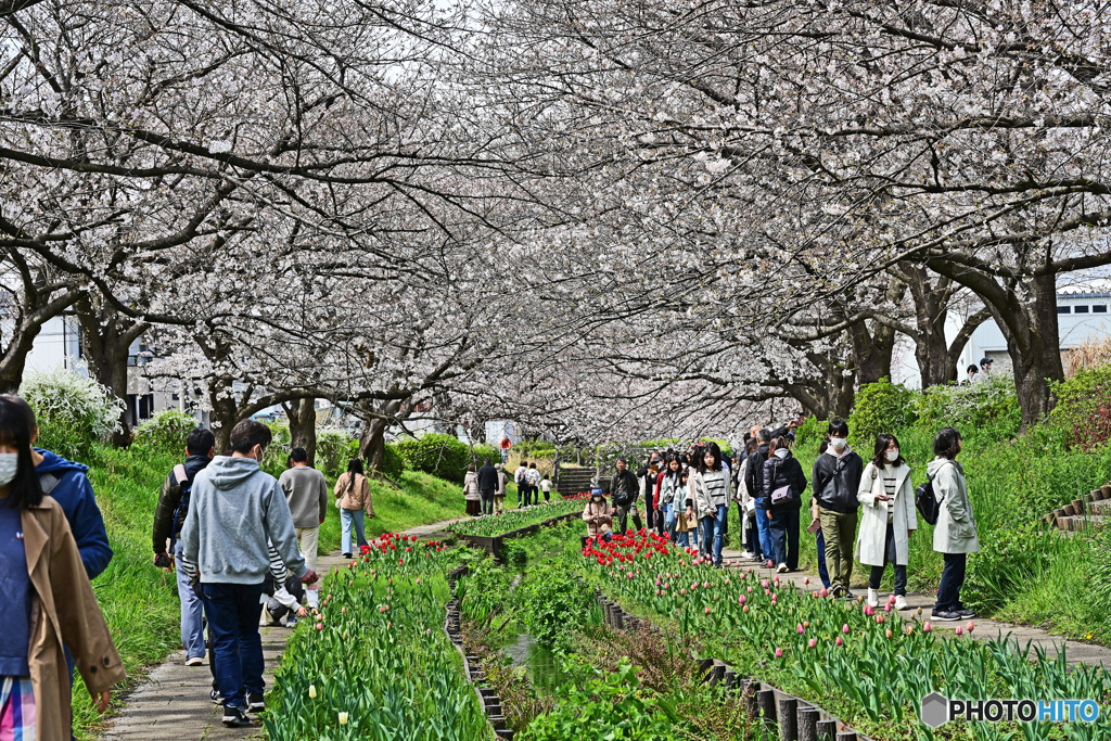 休日の散歩道