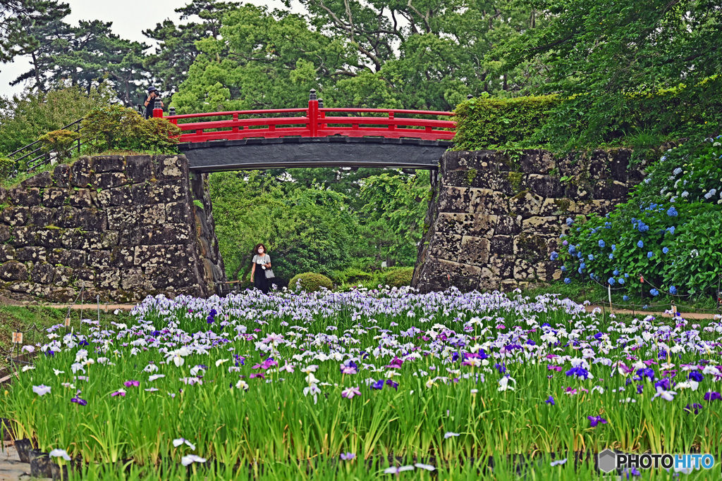 花撮り散歩