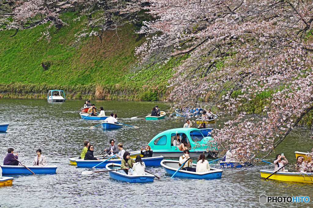 千鳥ヶ淵スナップ