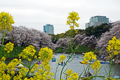 千鳥ヶ淵スナップ