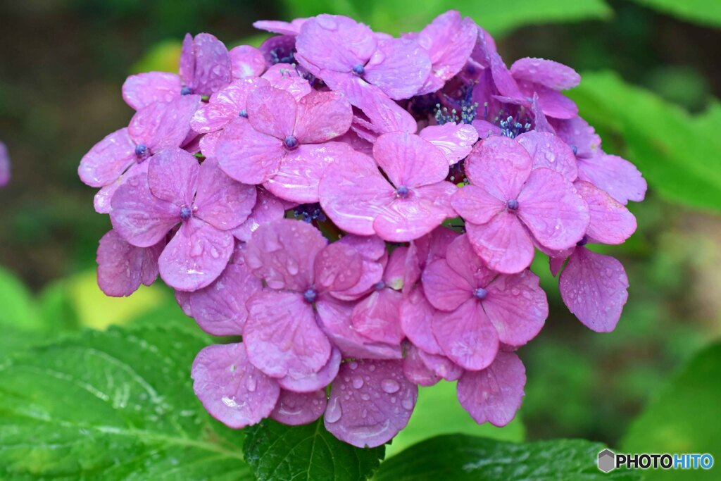 アジサイ