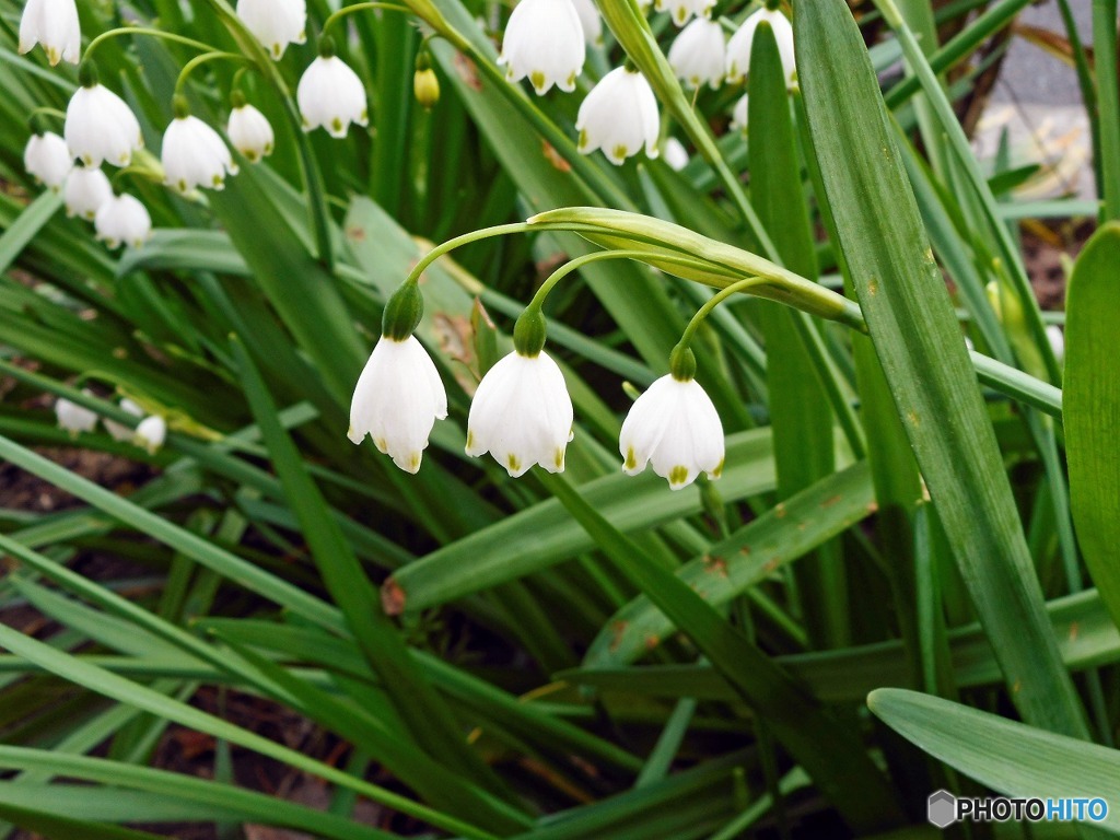 散歩中に見つけた花