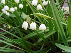 散歩中に見つけた花