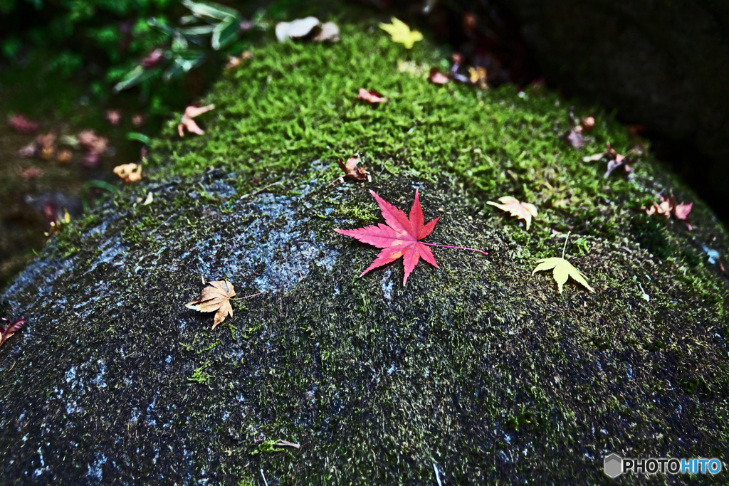 秋の一条恵観山荘