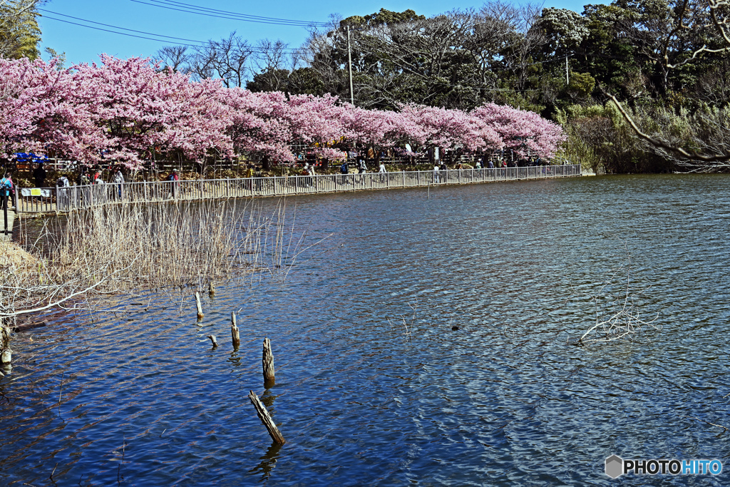 河津桜