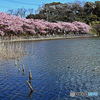 河津桜