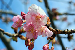 河津桜1
