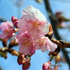 河津桜1