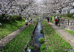 休日の散歩道