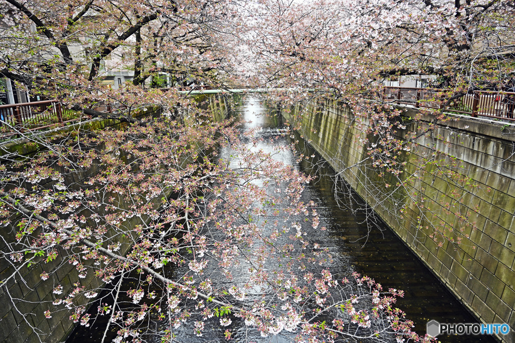 【サクラ散る目黒川沿い】