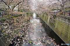 【サクラ散る目黒川沿い】