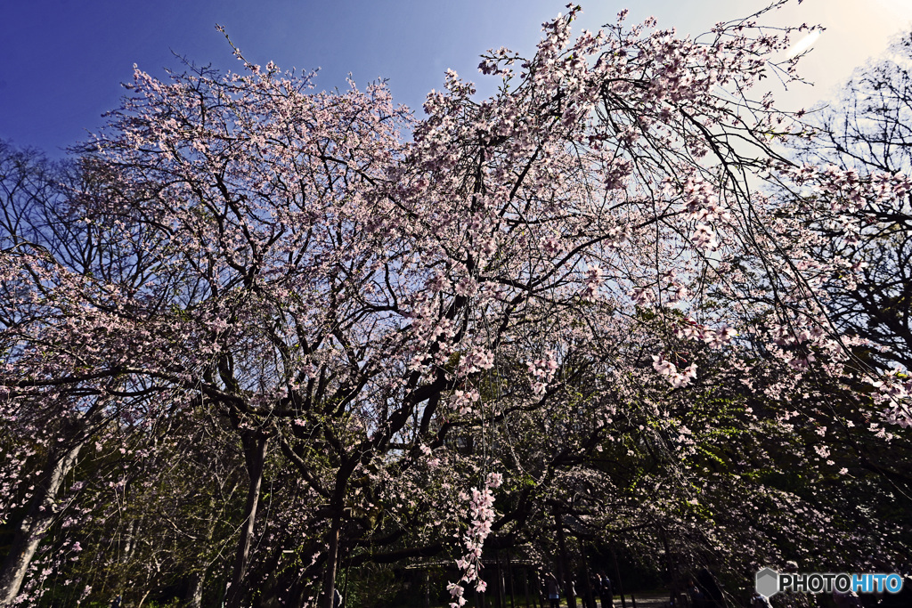 六義園のしだれ桜