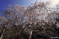 六義園のしだれ桜