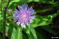 散歩中に見つけた花