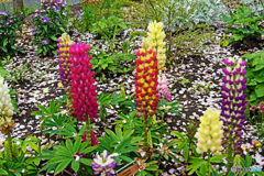 千鳥ヶ淵緑道にて