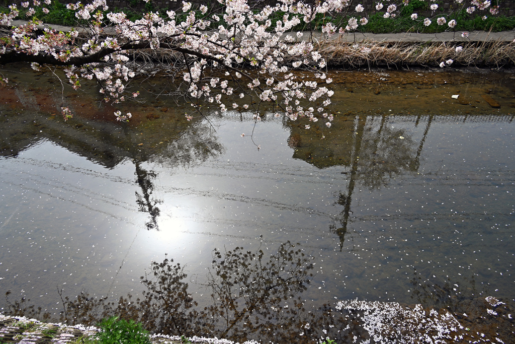 大岡川プロムナード