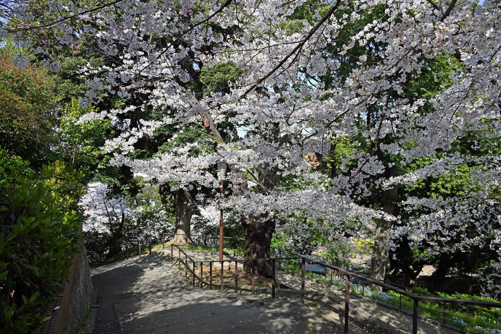 公園への道