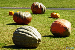 大きなカボチャはいかがでしょうか