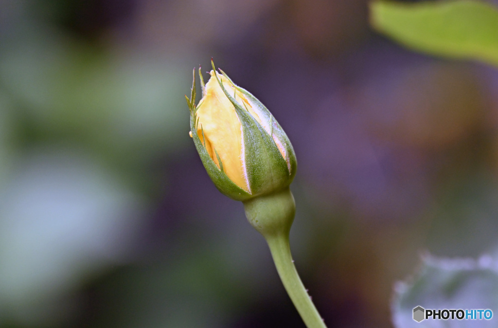 散歩中に見つけた花　バラの蕾