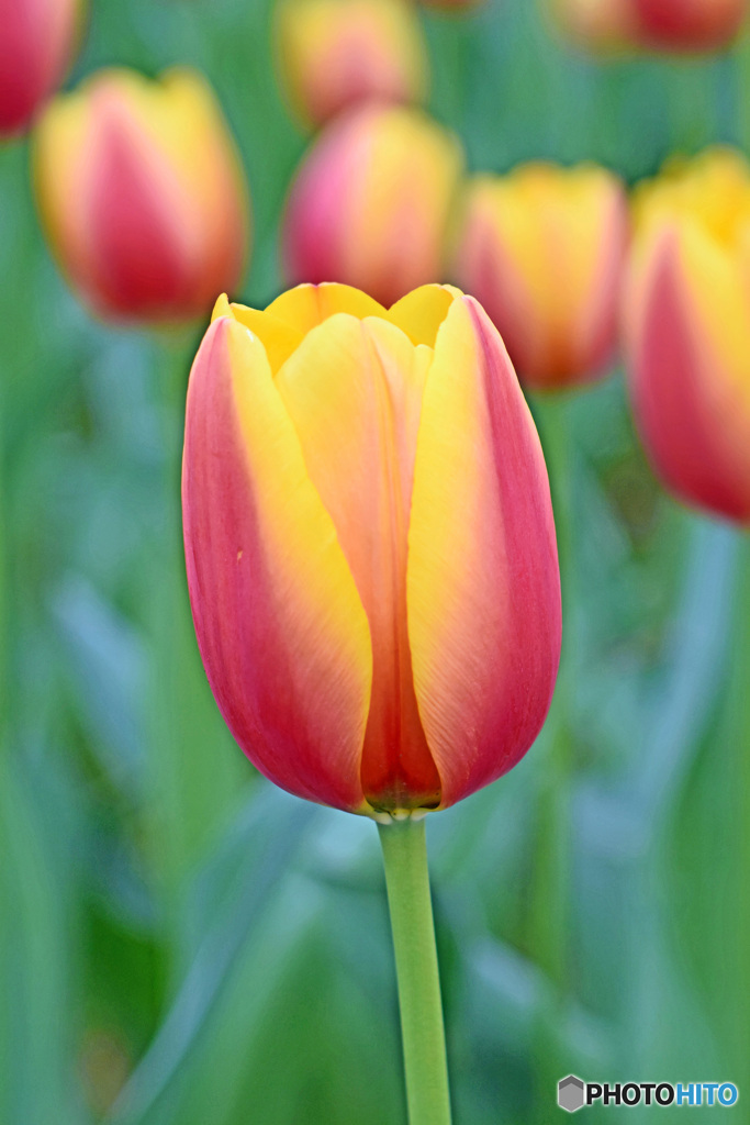 春です～チューリップはいかが