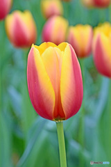 春です～チューリップはいかが