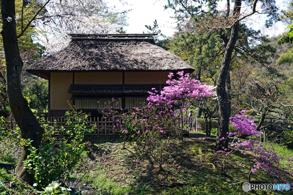 春の三渓園