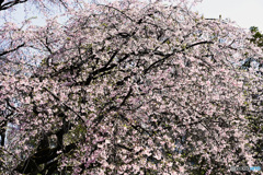 六義園しだれ桜