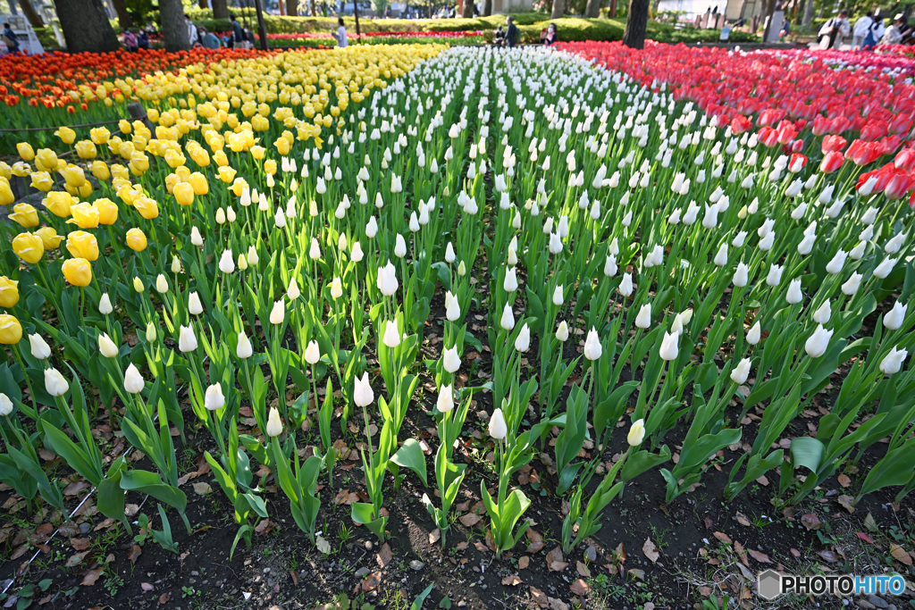 フェスティバル2