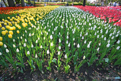 フェスティバル2