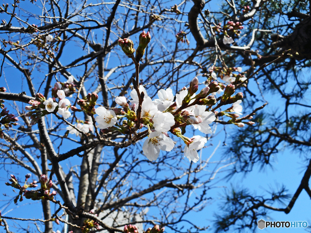 桜～横浜山手のソメイヨシノ