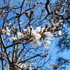 桜～横浜山手のソメイヨシノ