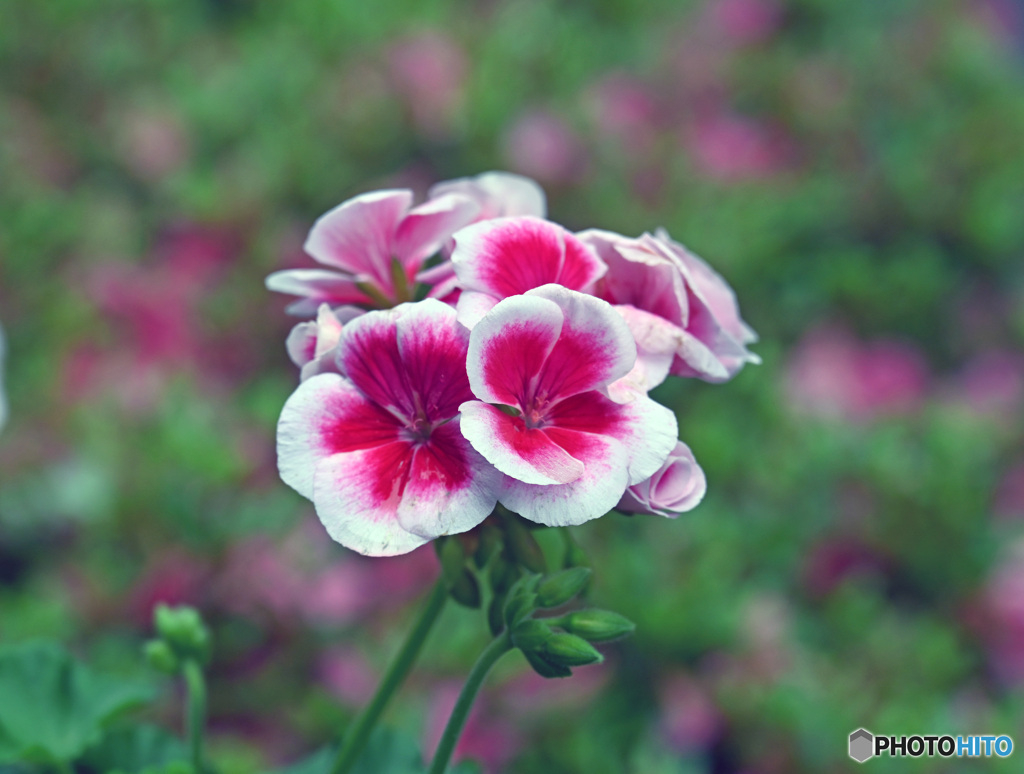 散歩中に見つけた花
