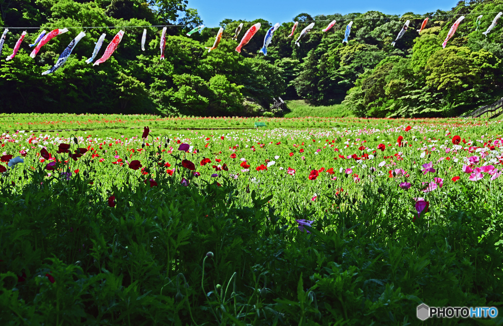 久里浜　花の国にて