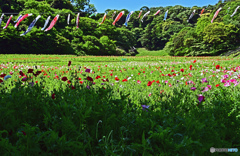 久里浜　花の国にて