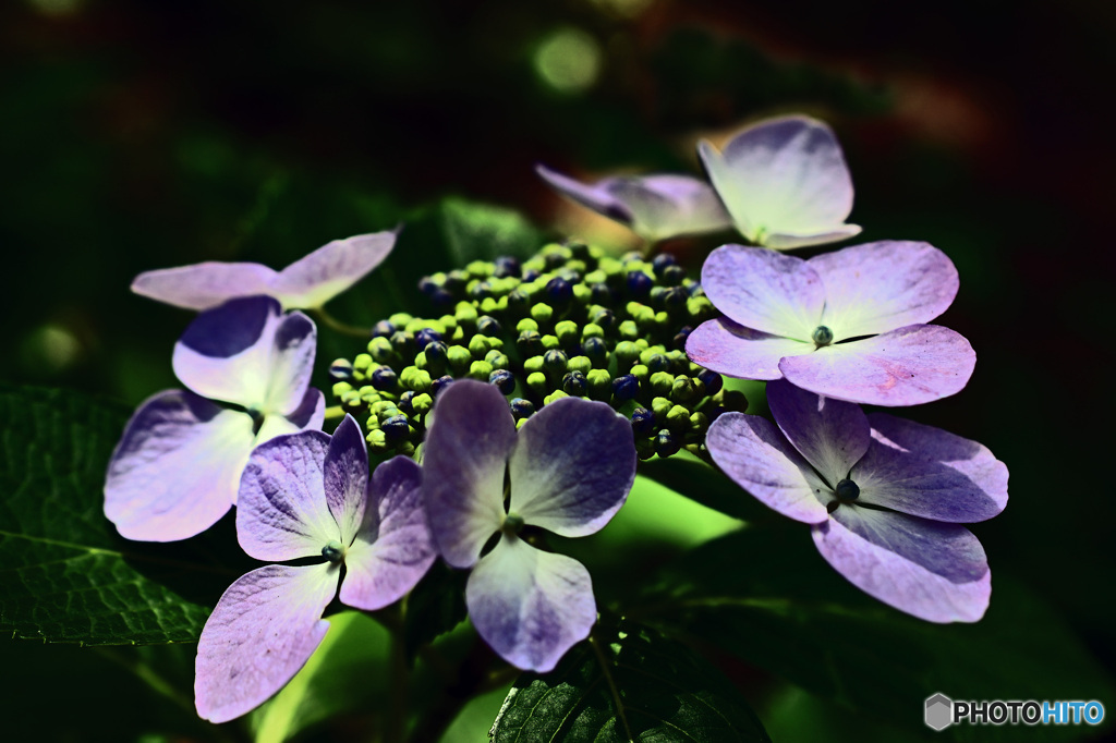 八景島のアジサイ
