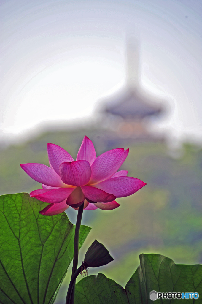 蓮開花～三渓園にて