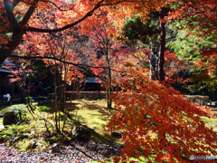 秋の一条恵観山荘