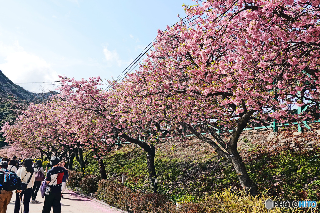 河津さくら