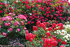 花撮り散歩