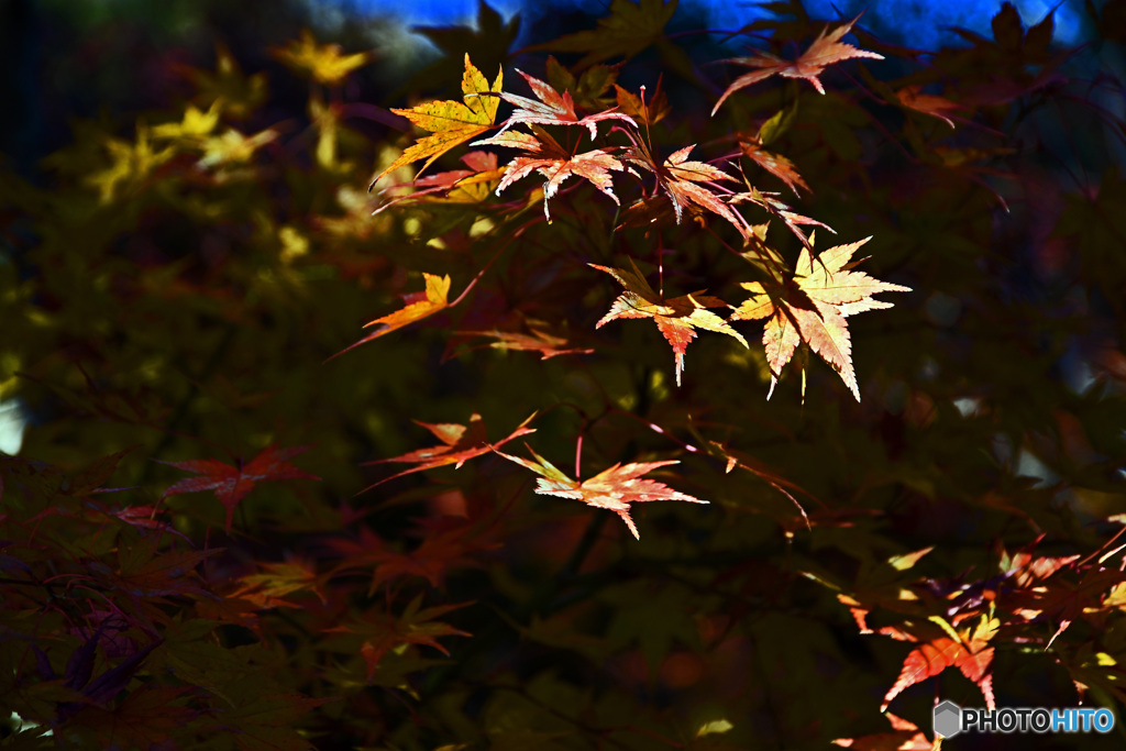秋の一条恵観山荘