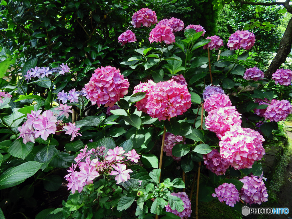 長谷寺のアジサイ