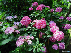 長谷寺のアジサイ