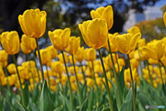 春ですね　チューリップはいかが～