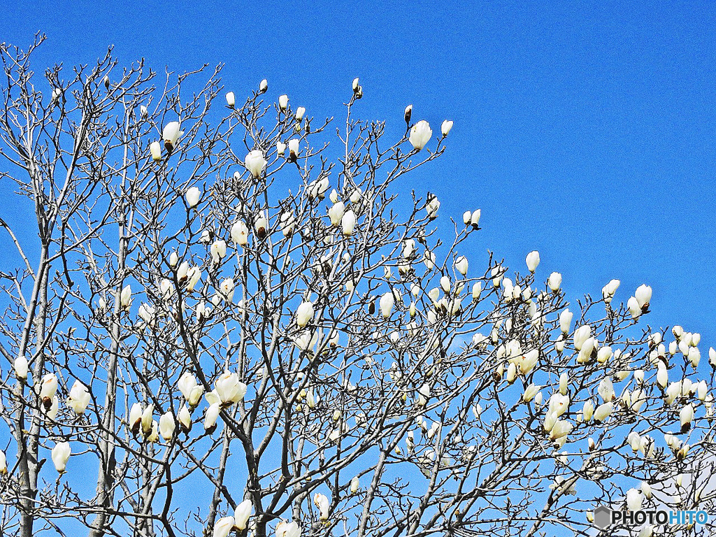 モクレンが咲いていたよ・・・