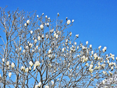 モクレンが咲いていたよ・・・