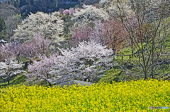  追憶の桜　  陸郷の桜仙峡