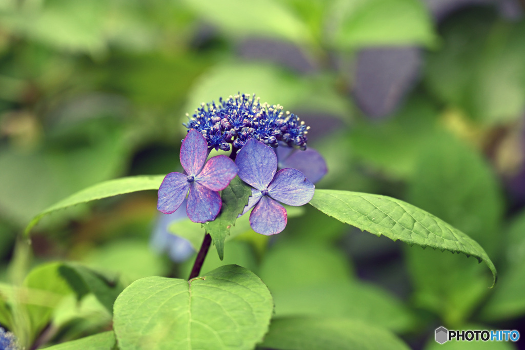 散歩中に見つけた花
