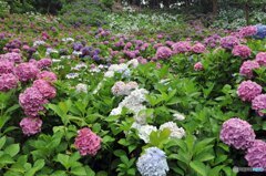 アジサイ咲く